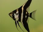 Aquarium Fish Angel -1" Size
