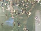 Aquarium Fish Angel 2 Inch Size / Per Pis Only 25 Tk