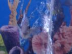 Aquarium fish Blue and Red juwel chiclet (1 pair)