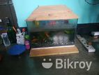 Aquarium Fish