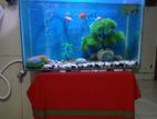 Aquarium + Fish