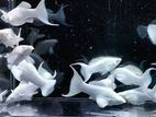 Aquarium Fish
