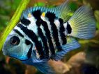 Aquarium Fish