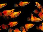 Aquarium Fish