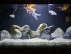 Aquarium Fish