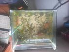 Aquarium fish for sale