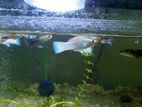 Aquarium Fish