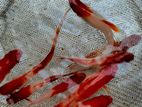 Aquarium Fish
