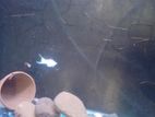 Aquarium fish guppy and moly platy