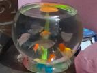 Aquarium Fish Jar 6/7 inch sell
