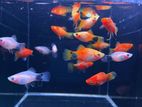 Aquarium Fish Platy
