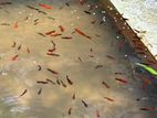 aquarium fish red platy
