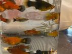 aquarium fish red platy /guppy
