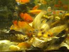 Aquarium Fish - রঙ্গিন মাছ