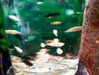 Aquarium fish/. রঙিন মাছ..🐳❤️