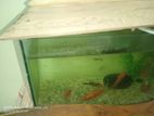 Aquarium fish sale