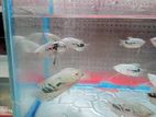 Aquarium fish sell