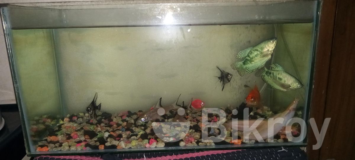 Aquarium Fish Sell for Sale in Banasree Bikroy