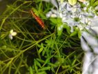 Aquarium plants for sell