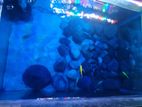 Aquarium