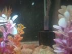 FISH +Aquarium