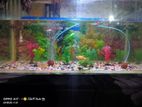 Aquarium For Sell