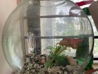 Aquarium sell