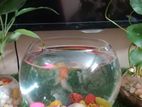 Aquarium