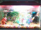 Aquarium