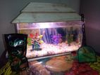 aquarium and fish for sell