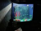 Aquarium for sale