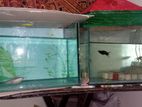 Aquarium with fish for sell