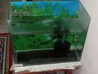 Aquarium with fish for sale