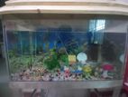 Aquarium for sell