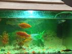 Aquarium for sell