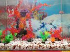 Aquarium Sell