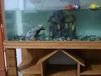 Aquarium For Sell