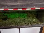 Aquarium Sell