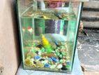 Aquarium Sell