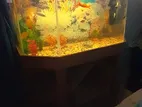 Aquarium For Sale