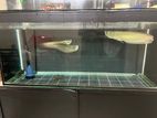 Aquarium for Sale