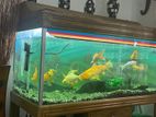 Aquarium for sale