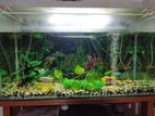 Aquarium For Sale