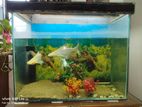 Aquarium with fish for sale