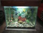 aquarium for sale