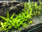 Aquarium for sale