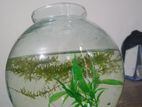 Aquarium with fish