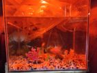 Aquarium for sale