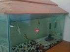 Aquarium for sele with ful setup