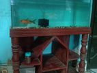 Aquarium For Sell (2.5 Ft)